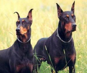 Doberman Pinscher puzzle