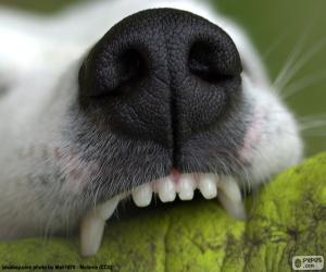 Dog's snout puzzle