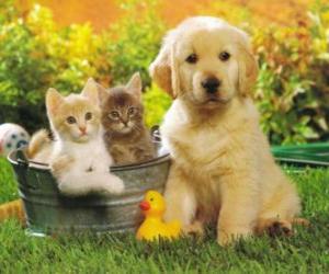 Doggy with two kittens puzzle