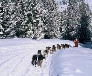 Dogsledding puzzle