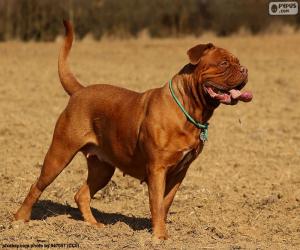 Dogue de Bordeaux puzzle