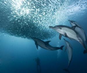 Dolphin fishing sardines puzzle
