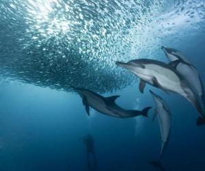 Dolphin fishing sardines puzzle