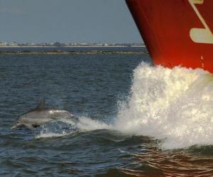 dolphin swimming and jumping in front of a boat puzzle