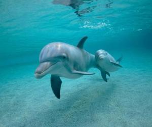 Dolphin with a young one swimming in the sea puzzle