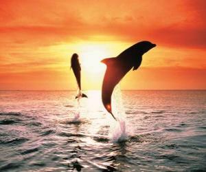 Dolphins at sunset puzzle