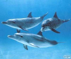 Dolphins swimming in the sea bed puzzle