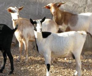 Domestic goats puzzle