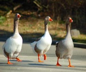 Domestic goose puzzle