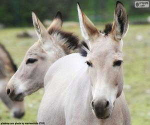 Donkey head puzzle