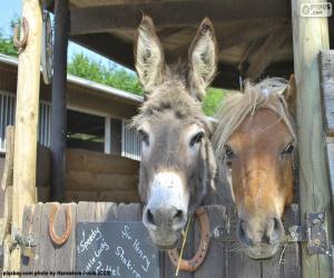 Donkey heads and pony puzzle