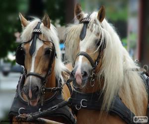 Draft horse puzzle