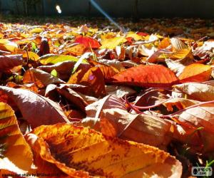 Dry leaves in autumn puzzle