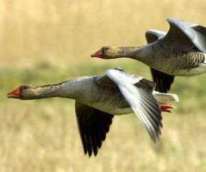 Ducks flying puzzle