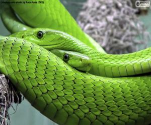 Eastern green mamba puzzle