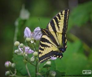 Eastern tiger swallowtail, butterfly native to eastern North America puzzle