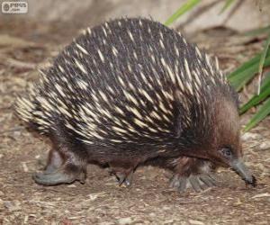 Echidna puzzle