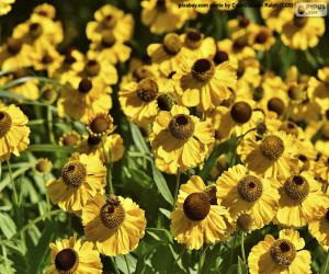 Echinacea Flowers puzzle