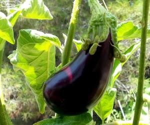 Eggplant puzzle