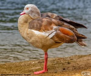 Egypt goose puzzle