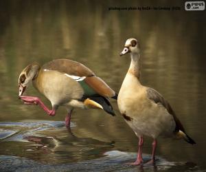 Egyptian goose pair puzzle