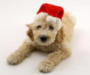 Elegant puppy for Christmas celebrations with a hat  puzzle