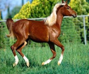 Elegant young horse puzzle