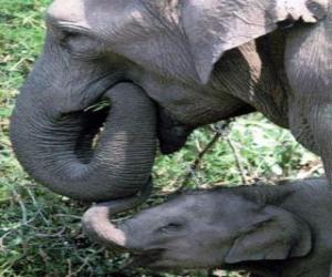 Elephant eating puzzle