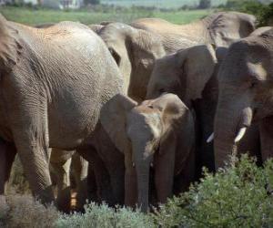 elephant family puzzle