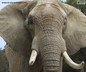 Elephant head puzzle