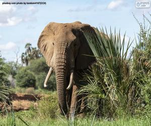 Elephant in the jungle puzzle