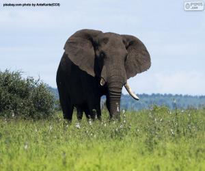 Elephant in the savanna puzzle