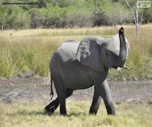 Elephant with the tube at high puzzle