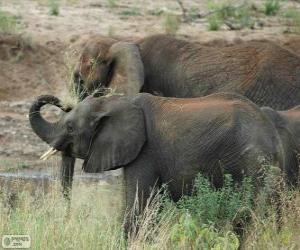 Elephants eating herbs puzzle