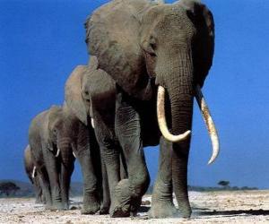 Elephants walking puzzle