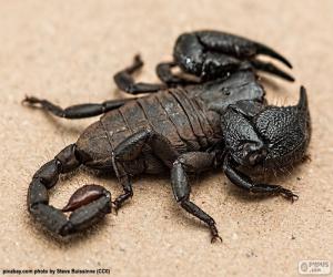 Emperor scorpion puzzle