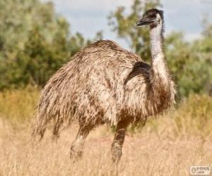 Emu the second largest bird puzzle