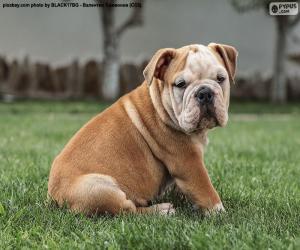 English Bulldog Puppy puzzle