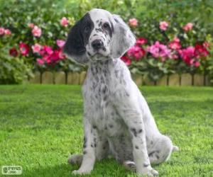 English Setter puppy puzzle