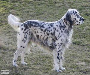 English setter puzzle