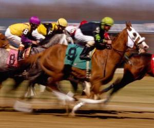 Equestrian - Horse racing at the racecourse puzzle