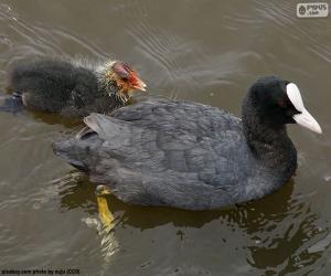 Eurasian coot puzzle