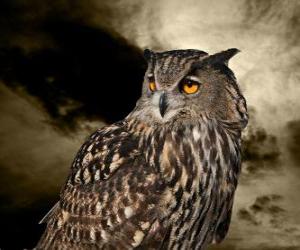 Eurasian eagle-owl puzzle