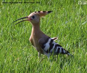 Eurasian hoopoe puzzle