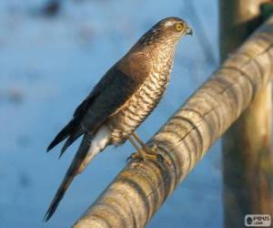 Eurasian Sparrowhawk puzzle