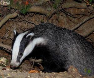 European badger (Meles meles) puzzle