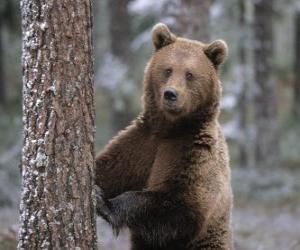 European brown bear in foot resting on a tree puzzle