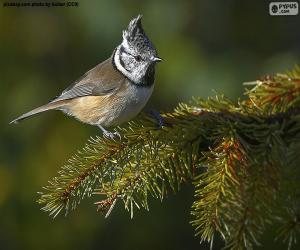 European crested tit puzzle