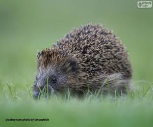 European hedgehog puzzle