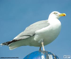 European herring gull puzzle